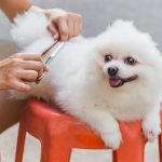 Pomeranian Boo Tıraşı ve Fiyatları